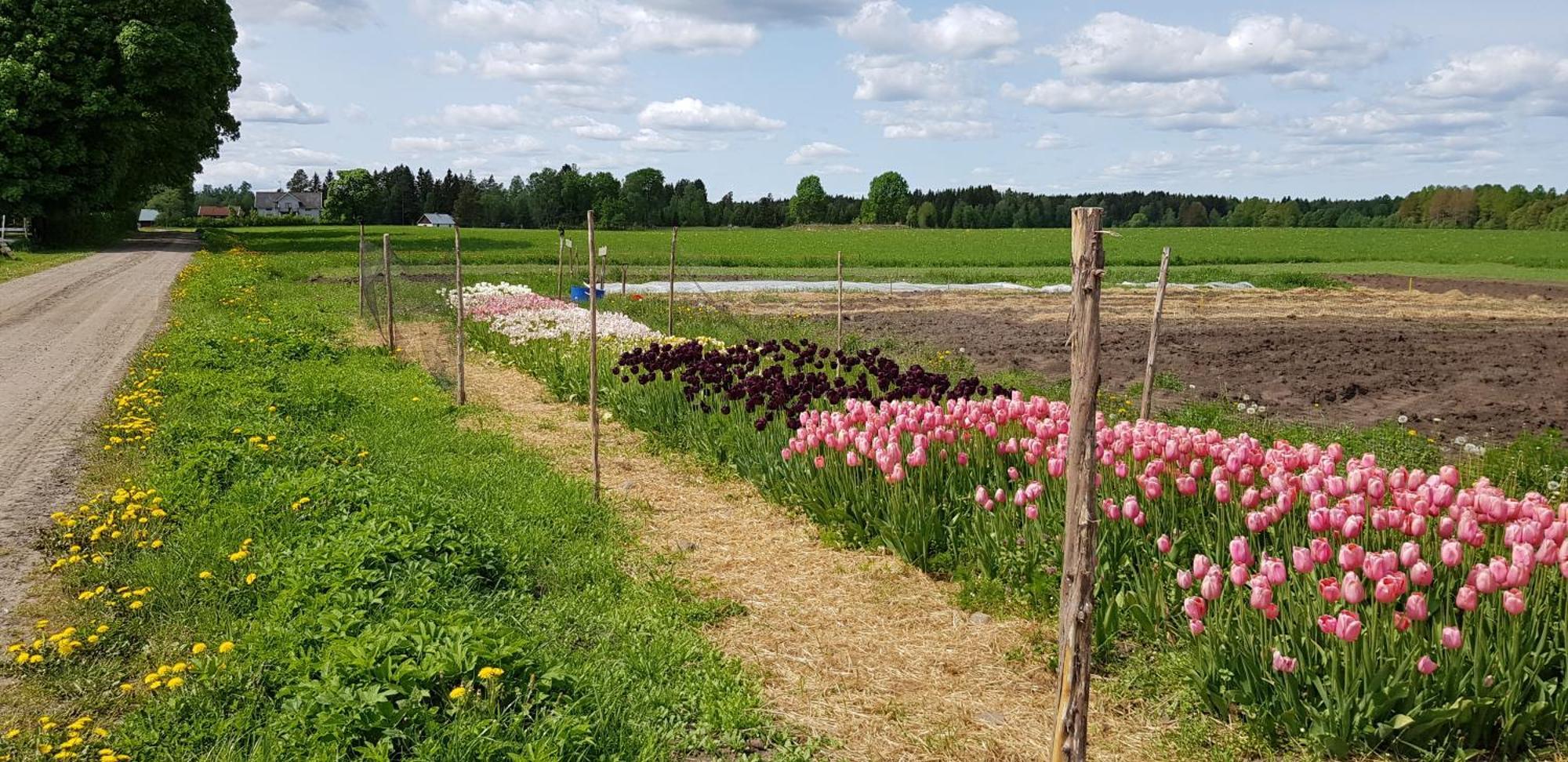 Moessebergs Vandrarhem Falköping Dış mekan fotoğraf